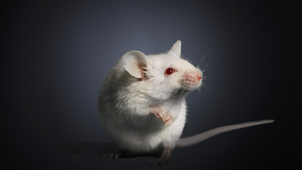 إنتاج أول نموذج فأر متوافق مع البشر لمرض وراثي نادر 