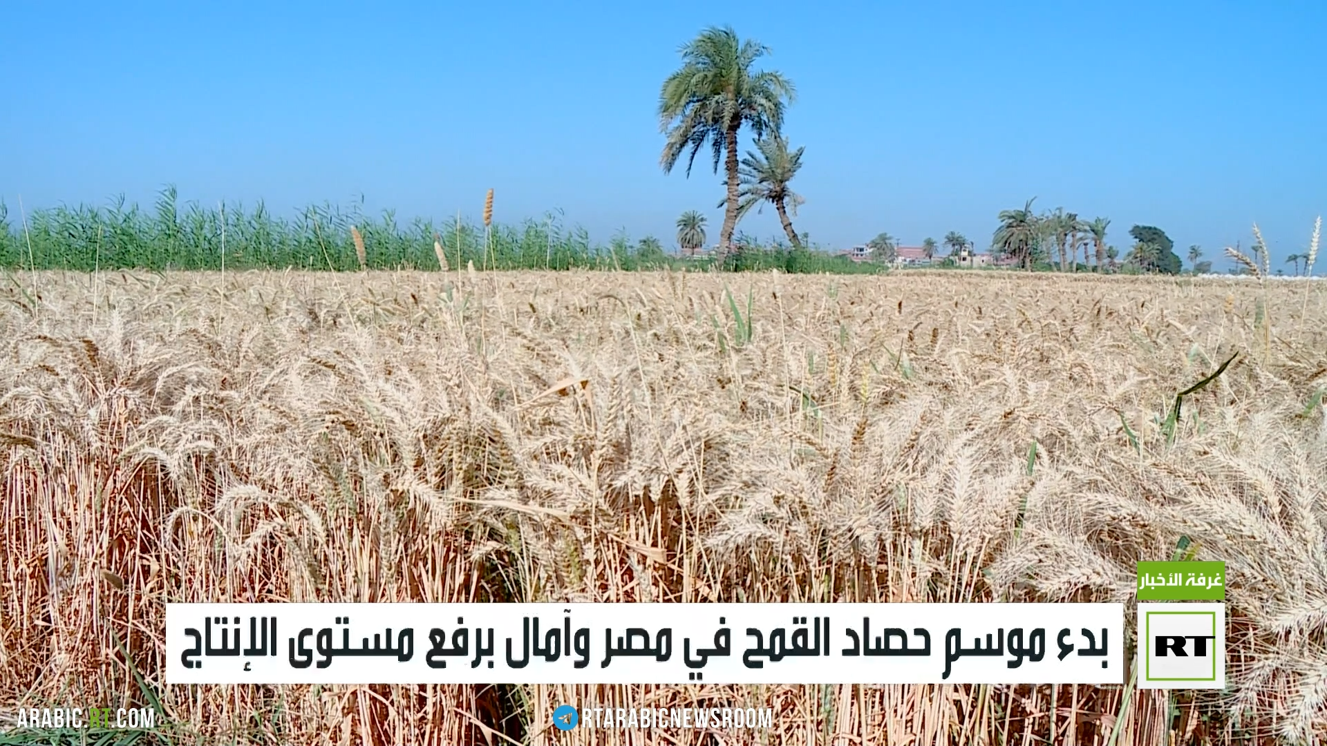 بدء موسم حصاد القمح في مصر وآمال برفع مستوى الإنتاج