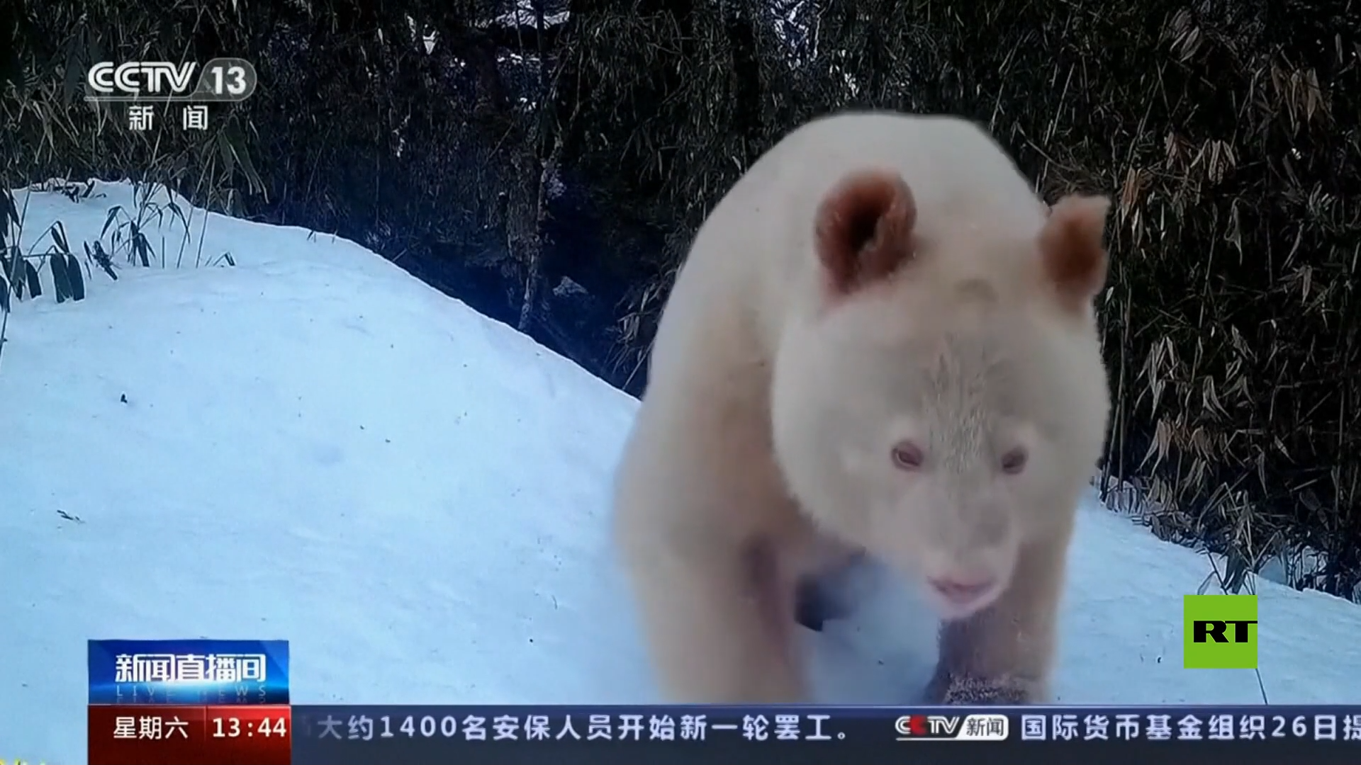 رصد الباندا البيضاء النادرة في محمية الصين