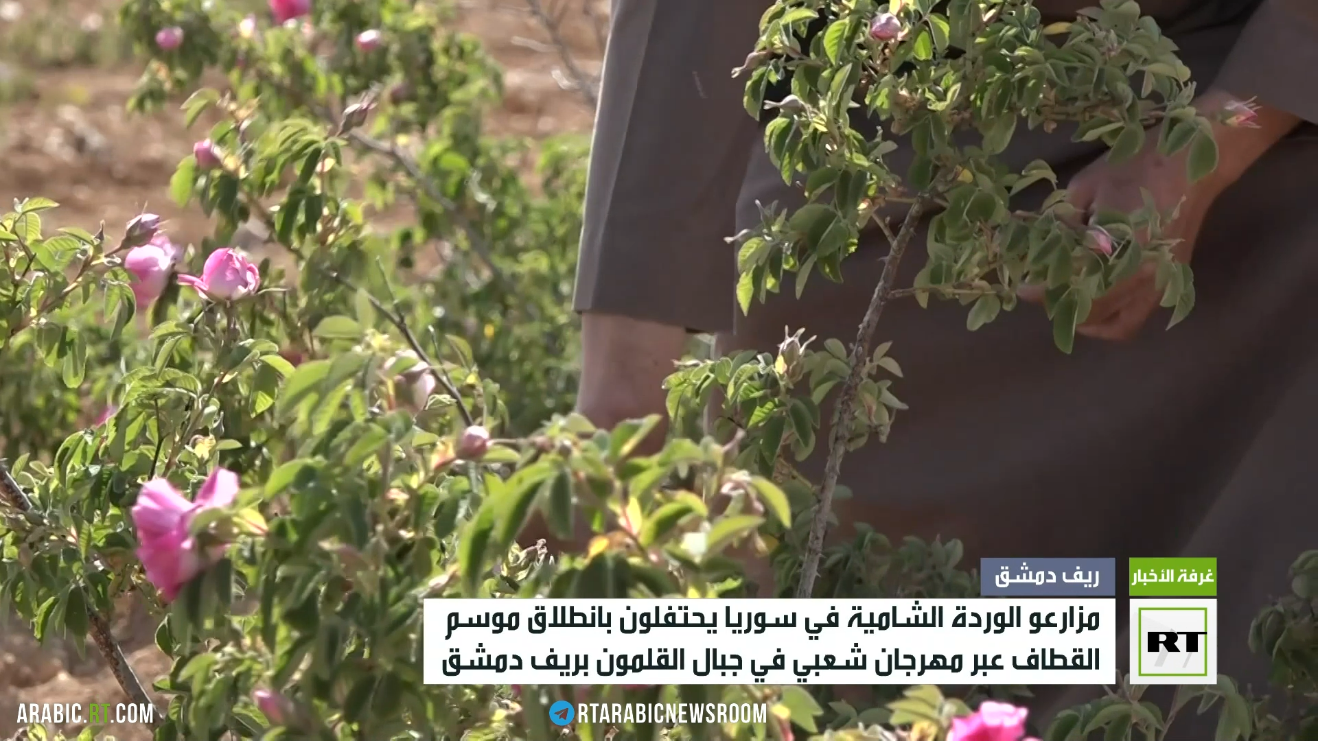 مزارعو الوردة الشامية في سوريا يحتفلون بانطلاق موسم القطاف
