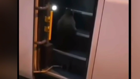 شاهد.. حيوان الراكون يركب حافلة ركاب في نوفوكوزنيتسك الروسية