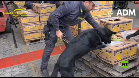 بالفيديو.. شرطة إيطاليا تضبط أطنانا من الكوكايين المخبأ في شحنة الموز