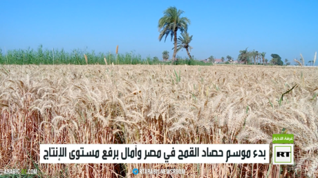 بدء موسم حصاد القمح في مصر وآمال برفع مستوى الإنتاج
