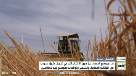 بدء موسم حصاد جزء من الإنتاج الزراعي شمال شرق سوريا