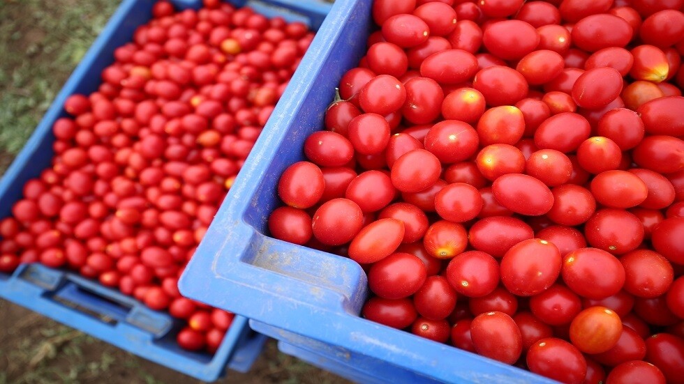 ارتفاع تصدير الطماطم المغربية إلى أوروبا يثير مخاوف المزارعين الإسبان