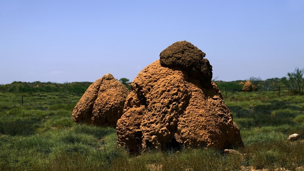 من عجائب الخلق.. الكشف عن مملكة للنمل شُيدت بطريقة معمارية شبيهة بالبشر (فيديو)