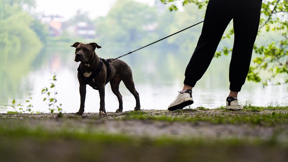 مصر.. إخلاء سبيل زوج المذيعة أبو شنب بكفالة مالية بعد حادثة كلب الـ"بيتبول"