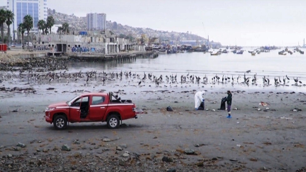 شيء ما يحدث في البحر.. نفوق أكثر من 3500 طائر بحري في تشيلي منذ 26 مايو (فيديو)