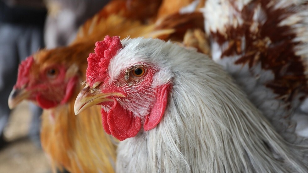 اتحاد منتجي الدواجن في مصر: 3 ملايين شخص فقدوا أعمالهم بسبب أزمة الدواجن (فيديو)