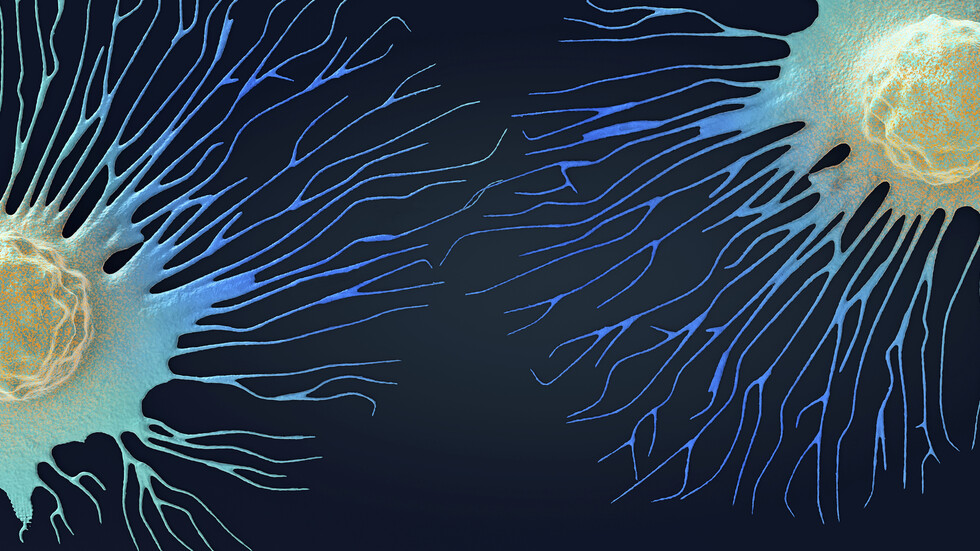 علماء يحددون تفاصيل جديدة للعملية الرئيسية في موت الخلايا التي تمنع انتشار السرطان