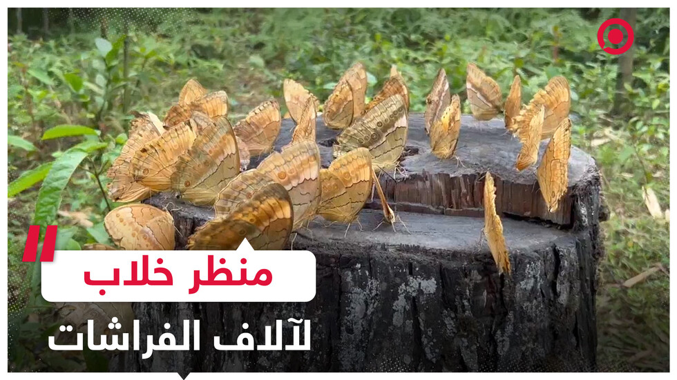 آلاف الفراشات في مقاطعة يونان الصينية