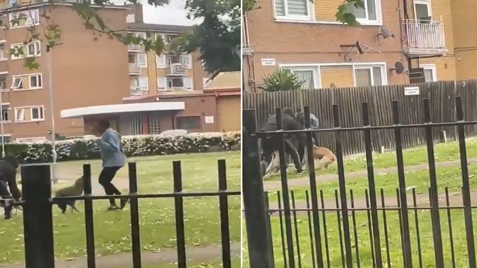 كلاب تخرج عن سيطرة صاحبها وتهاجم بشراسة امرأة في لندن