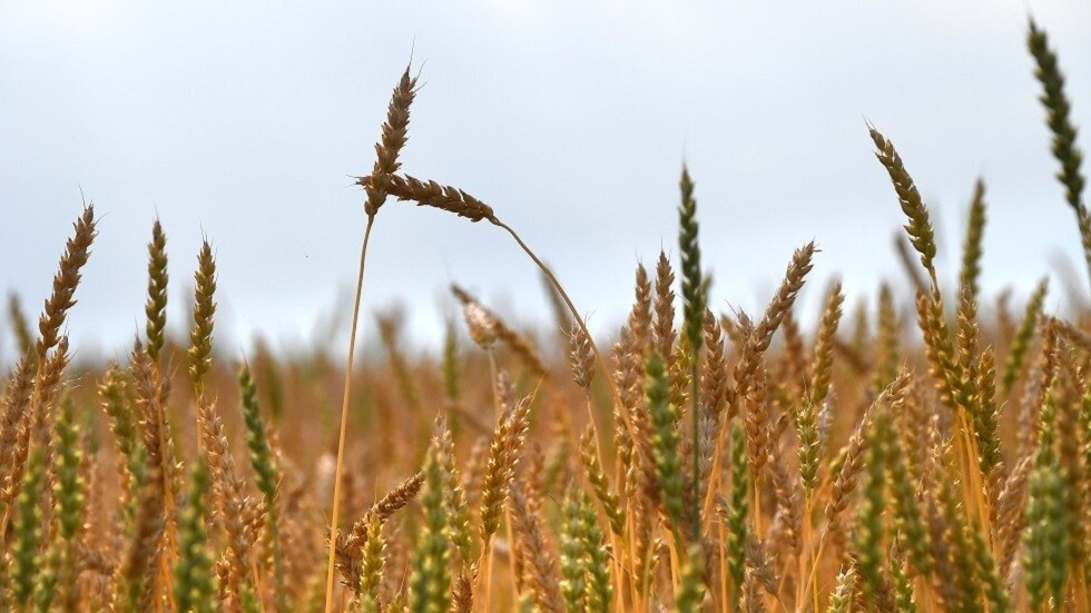 مصر تنفي تعثرها في سداد مدفوعات وارداتها من القمح