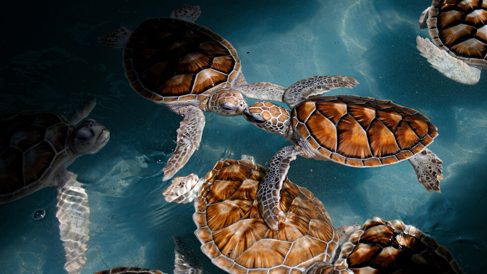 مسابقة أندريه ستينين 2023 العالمية للتصوير الصحفي