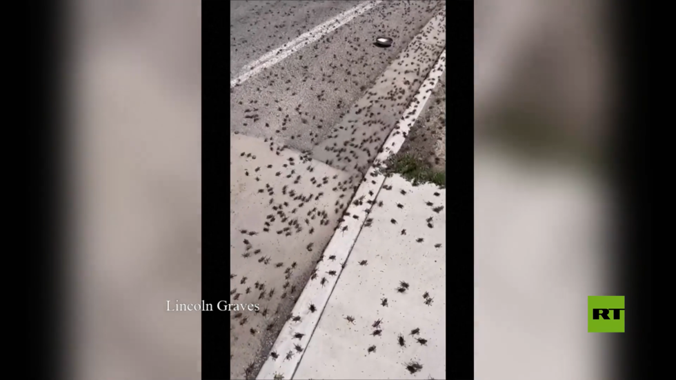 بالفيديو .. صراصير الليل تستولي على مدينة في نيفادا الأمريكية