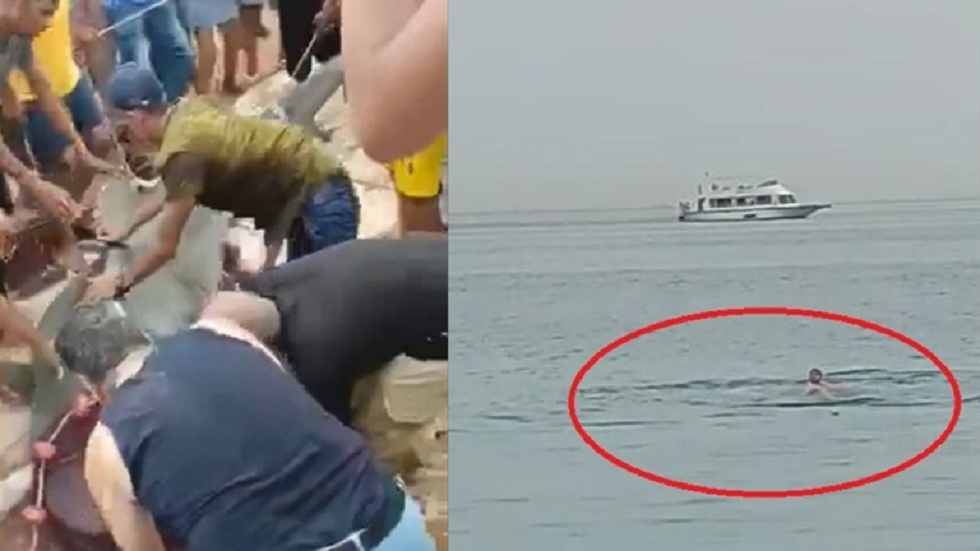 الصور الأولى لسمكة القرش التي قتلت السائح الروسي في مصر بعد تحنيطها