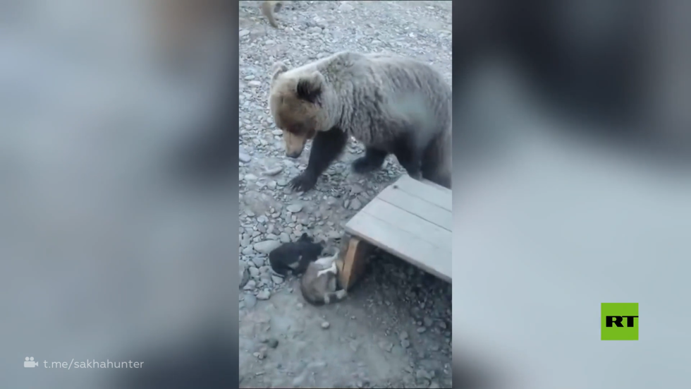 لقطات تحبس الأنفاس.. كلاب تنقذ جراءها من دب مفترس يحاول التهامها