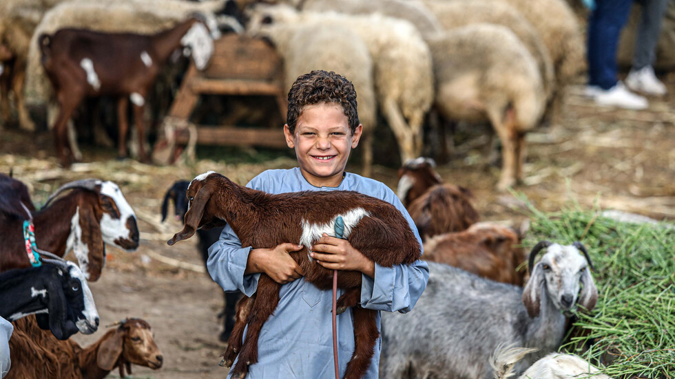 مصر.. أزهري يرد على أستاذ فقه بجواز الأضحية بالطيور والفراخ والبط