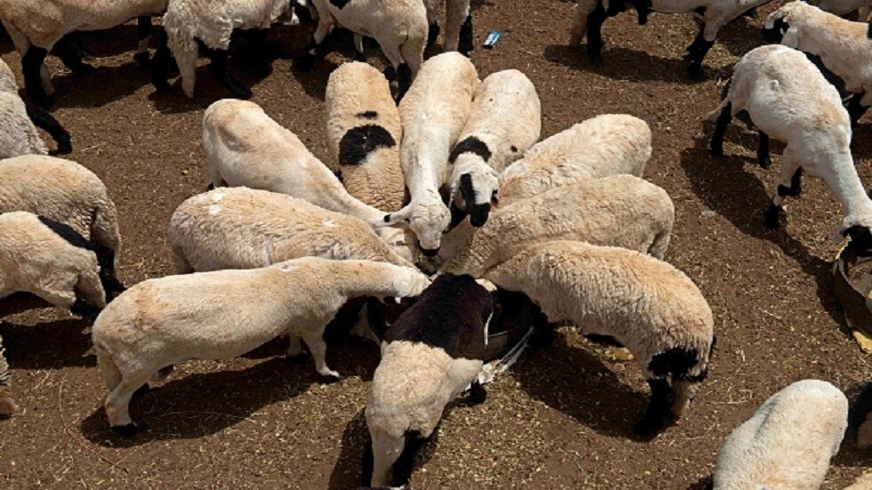 "مثل هذا افتح له حساب في تيك توك".."تيس" في "غاية الجمال" يثير تفاعلا في تويتر (فيديو)