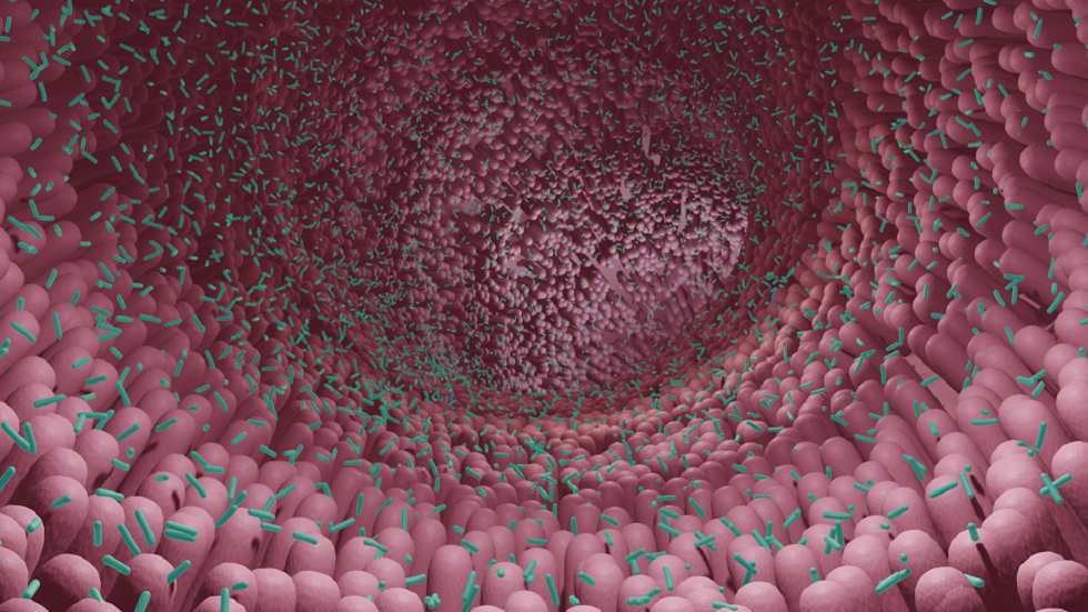 توضيح العلاقة بين التوحد وميكروبيوم الأمعاء أكثر مما في أي وقت مضى!