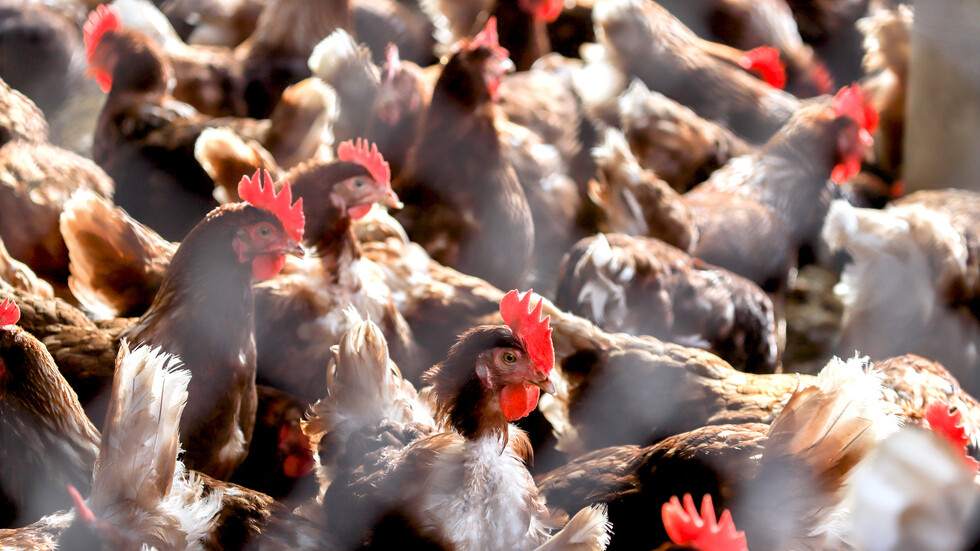 العلماء يحددون جينا يحمي البشر من فيروسات إنفلونزا الطيور