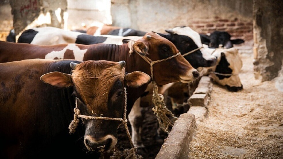 مصر.. عجل يهرب من الذبح بمحافظة المنوفية ويدخل مبنى مجلس المدينة (صورة)