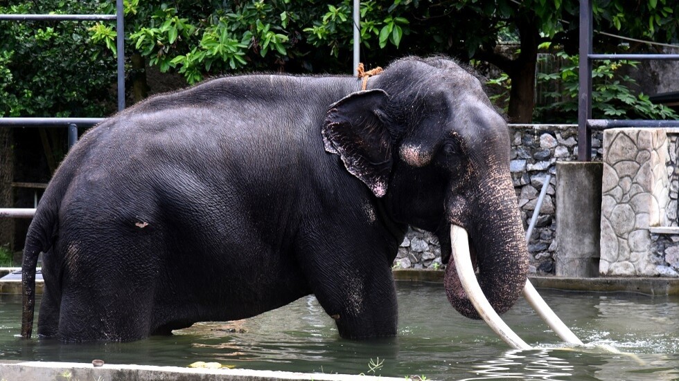 إعادة فيل معبد من سريلانكا إلى تايلاند بعد مزاعم بتعرضه لإهمال