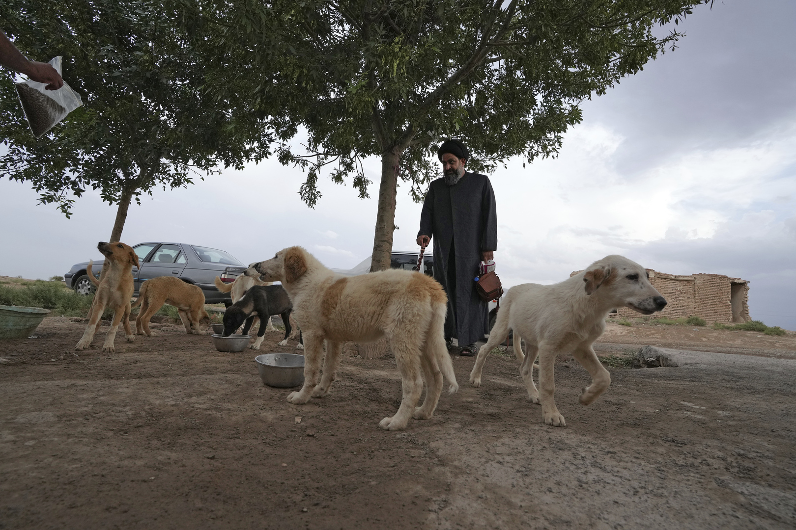 من أنصار الرفق بالحيوان.. رجل دين إيراني ينقذ كلابا ضالة في تحد مكروه بالبلاد (صور)