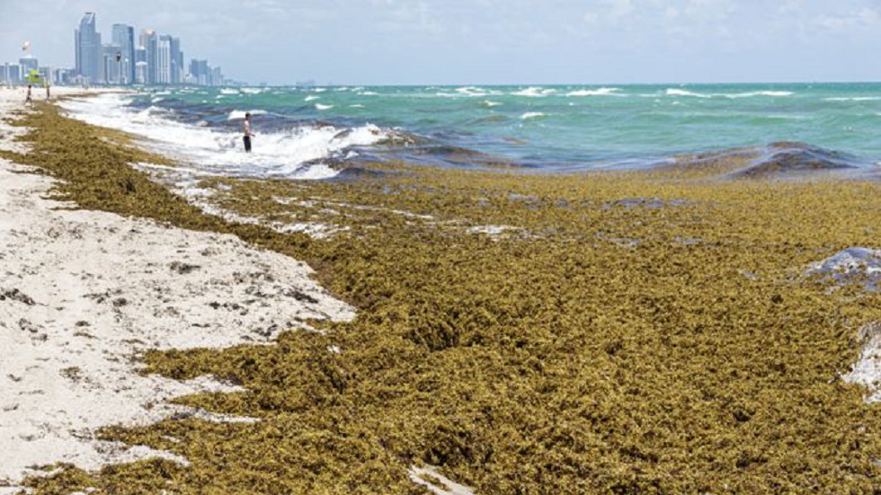 فلوريدا الأمريكية.. البحر يقذف كتلة ضخمة من الطحالب الممتلئة ببكتيريا 
