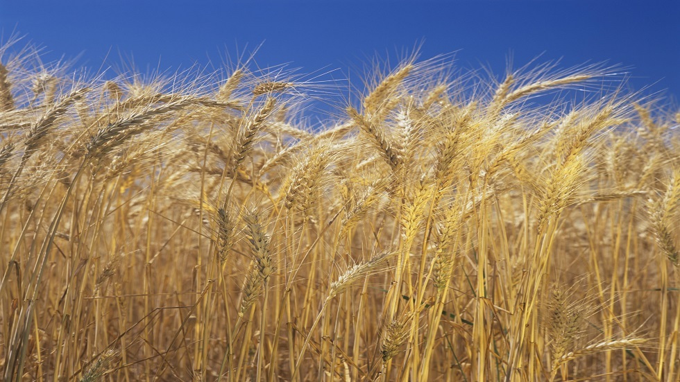 توقع تأثر محاصيل القمح بموجة حر شديدة