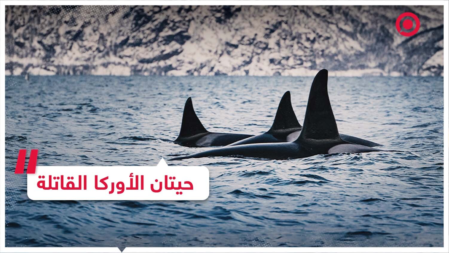 حيتان الأوركا القاتلة تسبح على مقربة من من سواحل سان فرانسيسكو