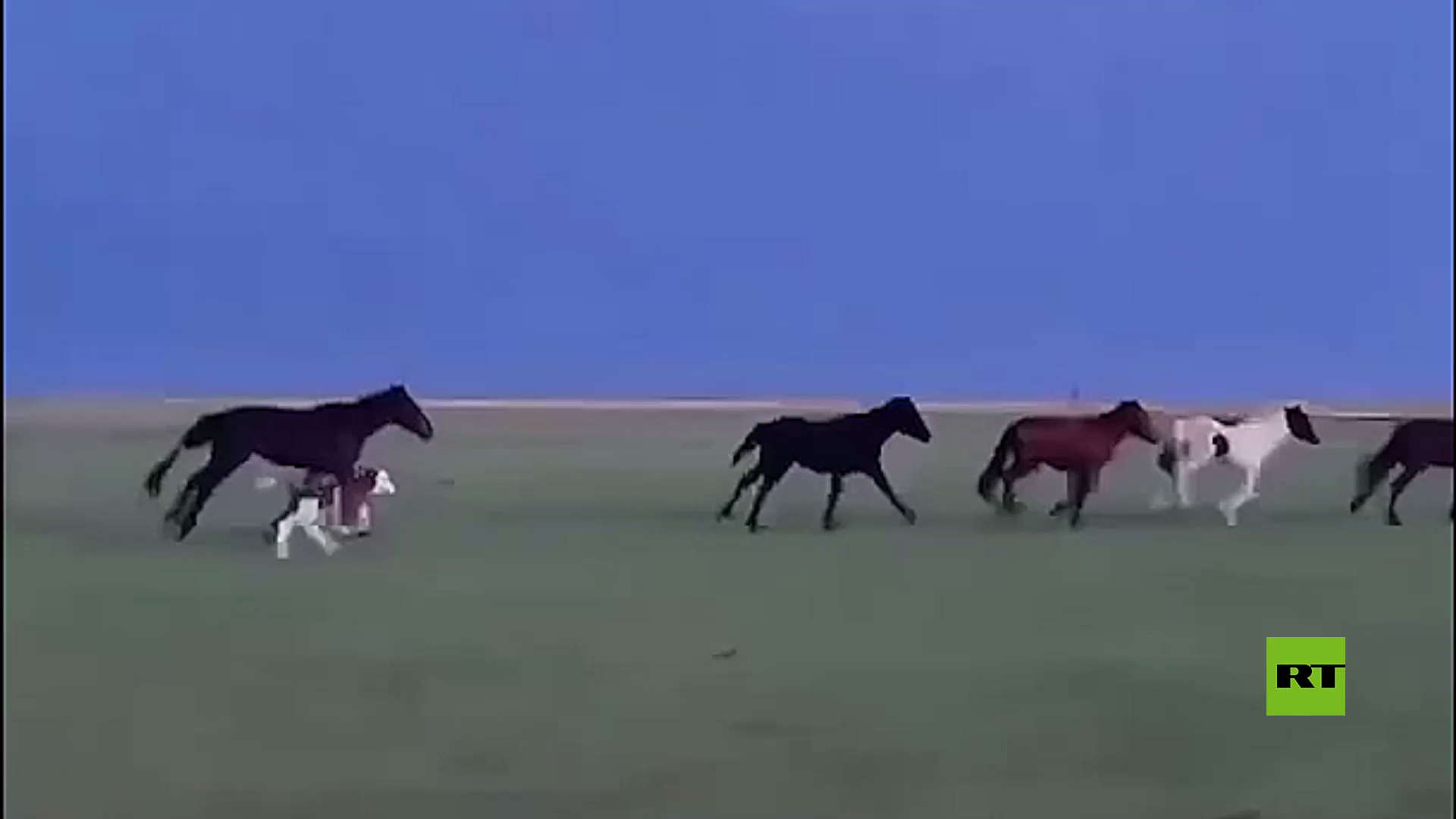 بالفيديو.. عجل صغير يتحدى الخيول..