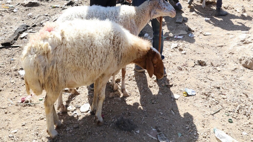 الأتراك يضحون بأكثر من 3 ملايين رأس ماشية في أيام العيد