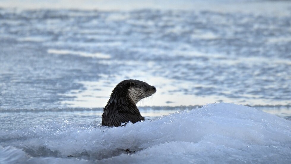 كلب ماء يسرق لوح راكب أمواج أمريكي