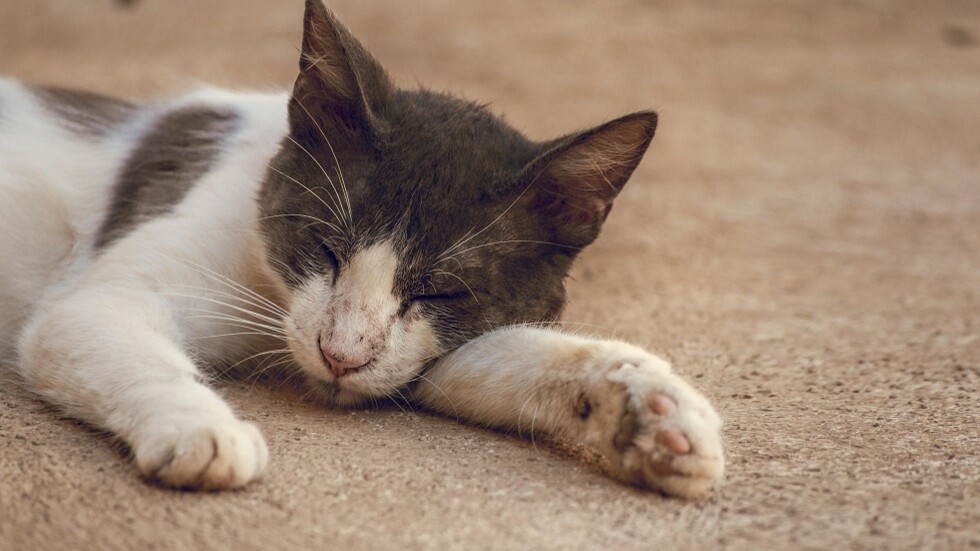 القضاء الفرنسي يطوي ملف حادثة دهس القط "نكو" التي هزت البلاد (فيديو)