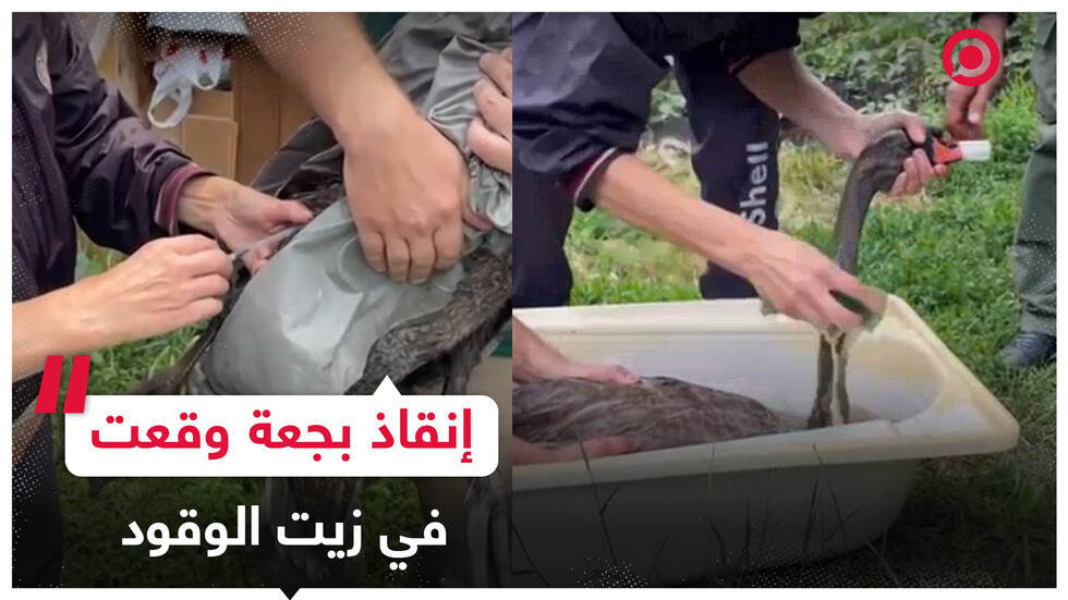 إنقاذ بجعة وقعت في زيت الوقود