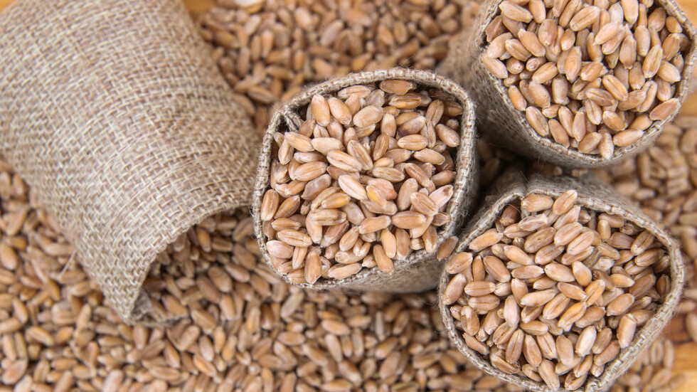 وزير الزراعة الروسي يكشف عن توقعاته لموسم الحبوب