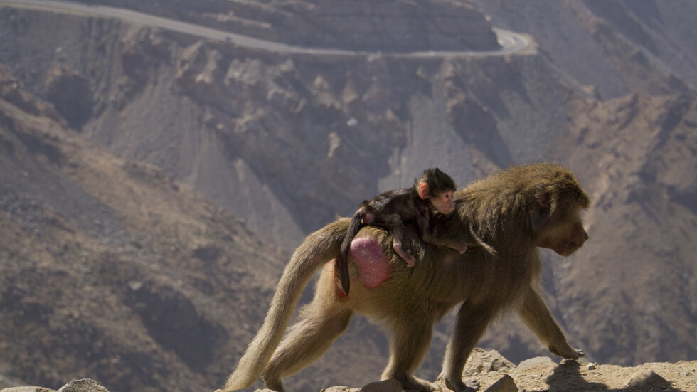 السعودية.. مقطع فيديو لقرد يهاجم فتاة يثير تفاعلا كبيرا (فيديو)