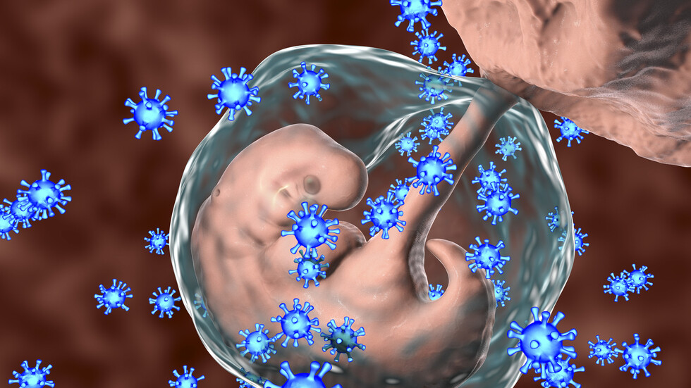 خريطة عالية الدقة للمشيمة البشرية تكشف عن "مخابئ" فيروس "كوفيد-19"