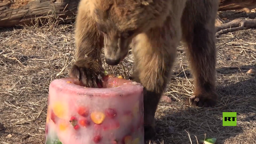 بالفيديو.. آيس كريم بالفواكه واللحوم لنزلاء حديقة الحيوان في أثينا