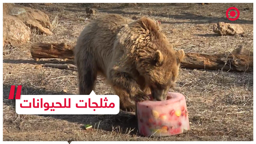 مثلجات بنكهة اللحوم والفاكهة للحيوانات في موجة الحر