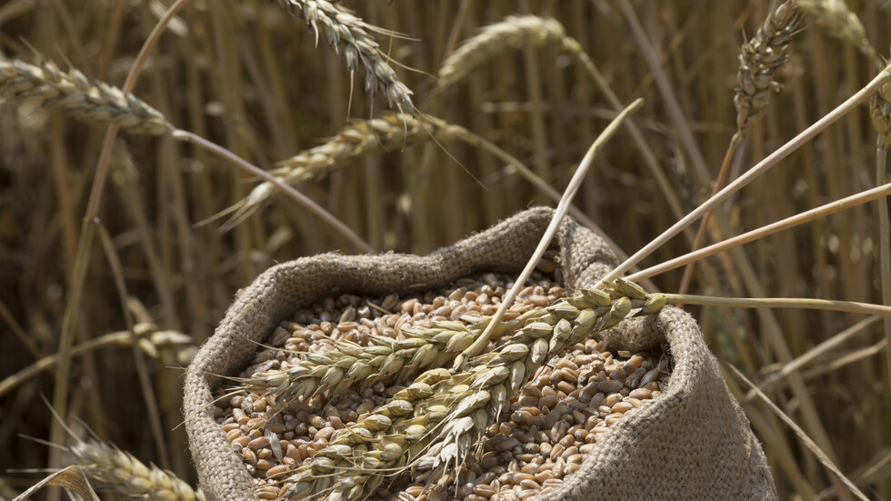 صندوق النقد الدولي يعطي تقييما للأمن الغذائي العالمي بعد توقف "صفقة الحبوب"