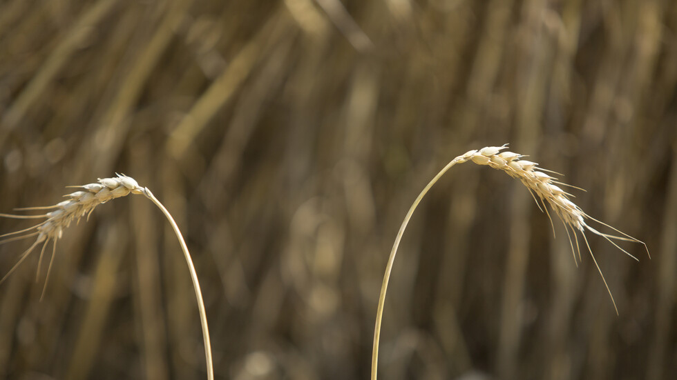 وزير الدفاع الإيطالي يعترف: الجزء الأكبر من الحبوب الأوكرانية لم يشحن إلى إفريقيا