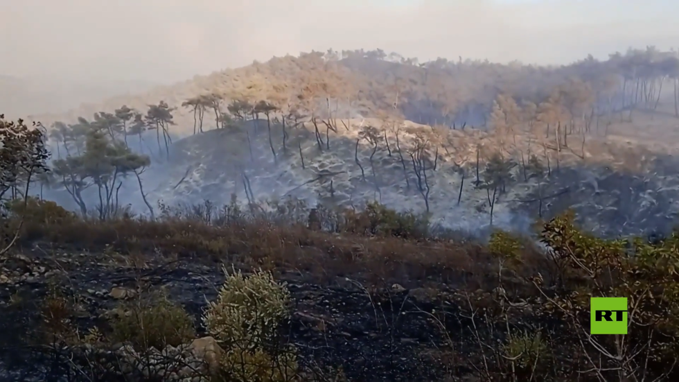 الأشجار والأراضي المحترقة في حرائق الغابات بشمال اللاذقية