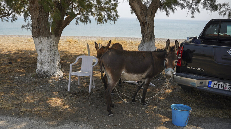 الذكاء الاصطناعي يتخيل.. "بحبك يا إنسان" بصوت حمار (فيديو)