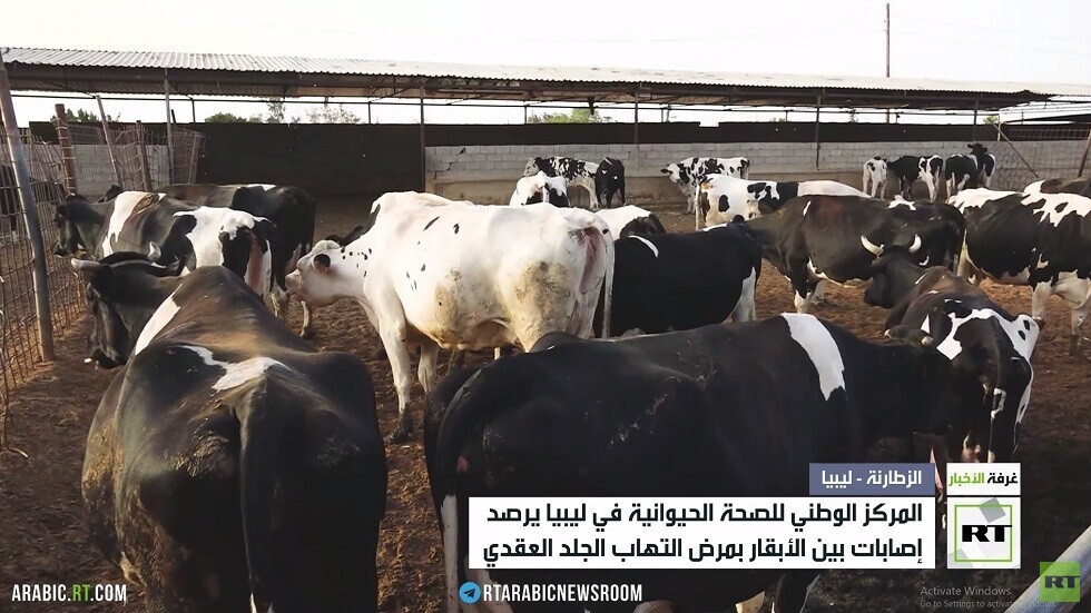 ليبيا ترصد فيروسا جديدا يفتك بالماشية