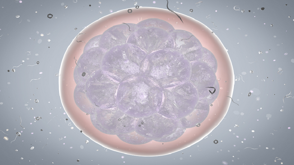 العلماء يكتشفون خلية ذاتية التدمير تحمي جنينا ناميا!