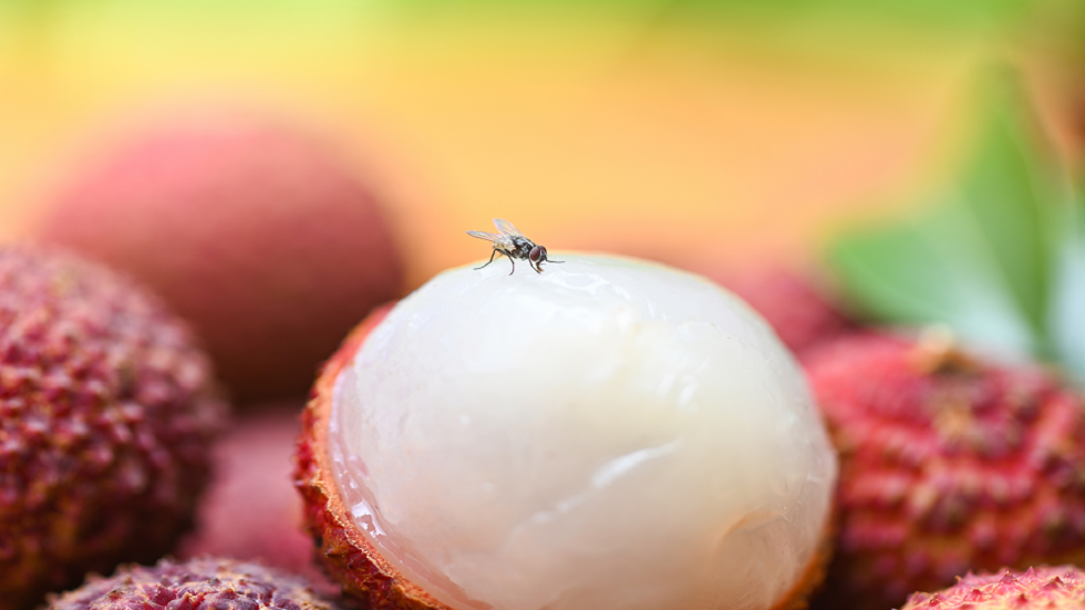 تقرير مقلق عن معدل تناول الذباب والحشرات الأخرى عن طريق الخطأ!.. كيف يؤثر ذلك على الصحة؟