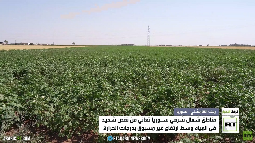 تراجع زراعة القطن بمنطقة الجزيرة السورية