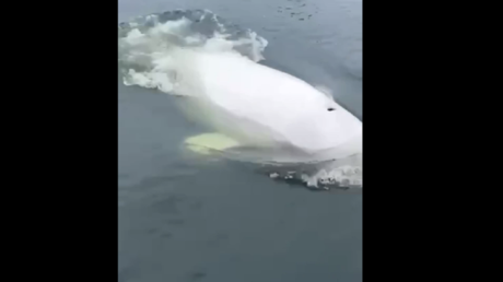 بالفيديو.. لقطات مذهلة لمجموعة من الحيتان البيض قرب يخت في فلاديفوستوك الروسية